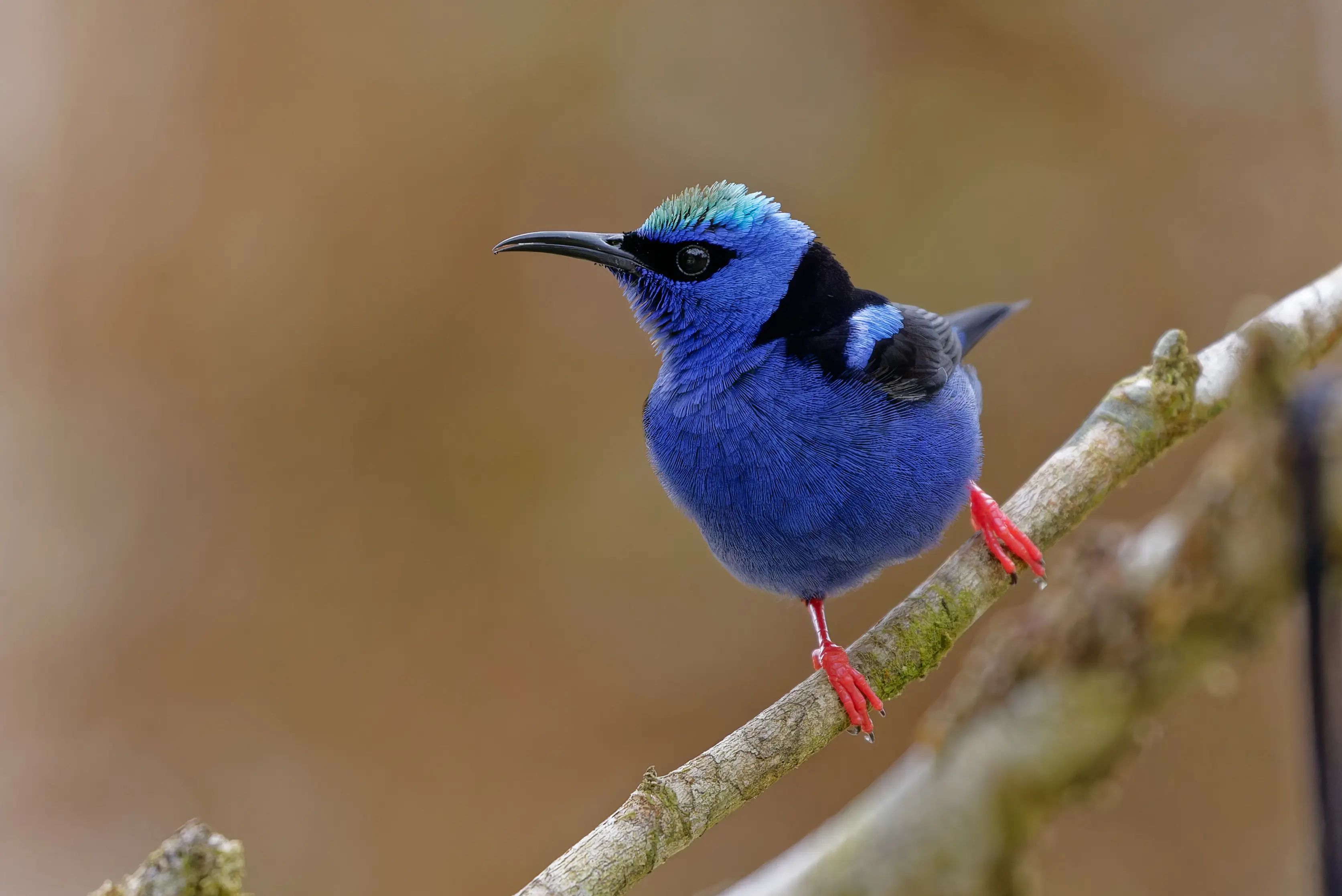 Boquete Birding